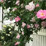 Jane Connors - @fairgate.farm - Instagram