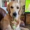 Jane Coombs - @jane.coombs - TikTok