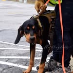 K9 Jane - @jane__coons - Instagram