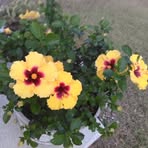Jane Copenhaver - Facebook