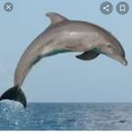 Davina-Jane copley - @ilovedolphins84 - Instagram