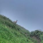 Jane Cornish - @janecornish574 - Instagram