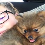 Kalamity Jane Cornwell - @kalamityjanethepom - Instagram