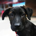 Mary Jane - @mary.jane.cane.corso - Instagram