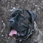 of Doolitle crazy paws - @little_jane_cane_corso - Instagram