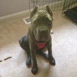 @sadie_jane_the_cane_corso - Instagram