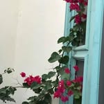 Janice Costanza - @janicek702 - Instagram