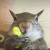jc - @janetcrittendon - TikTok