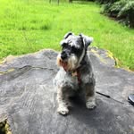 Jane Cropper (Hebden) - @peonypink63 - Instagram
