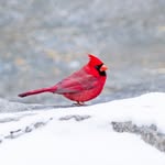 Jane Crouse - @crouse.jane - Instagram