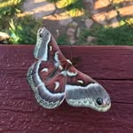 Janet Crouse - @janet.g.crouse - Instagram