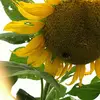 Jane Crow - @jane.crow3 - TikTok