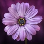 jane crow - @jane.crow345 - Instagram