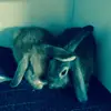 Evelyn Jane curnow - @evelyn2acount - TikTok