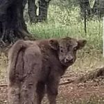 Jane Daugherty - @madranchmama - Instagram