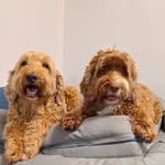 Jane Davison - @janehdavison - Instagram