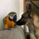 Jane Davison - @lucyparrot - Instagram
