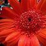 Jane Davison - @fullyfloral1 - Instagram