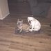 Jane DeAcetis - Facebook