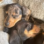 Jane Deans Savage - @hazel_loki_mini_dachshunds_ - Instagram
