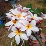 Janice Deford - @janicedeford - Instagram