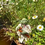 Jane Dodson - @yodabotanicals - Instagram