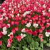 Jane Dorn - Facebook