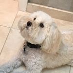 Jane Dreyer - @ollieboydreyer - Instagram
