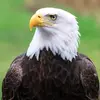EAGlE JANE - @eagle.jane4 - TikTok