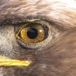 Jane Eagle - @janeeagle01 - Instagram