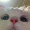 Jane Elmore - @janeelmore797 - TikTok