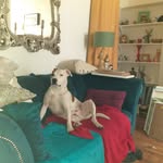 jane ferrari-hambleton - @janeshouseofchaos - Instagram