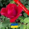 janefinanmullin - @janefinanmullin - TikTok