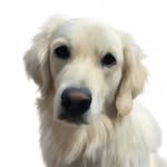 Finley Jane the Golden - @finleyjanethegolden - Instagram