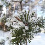 @jane.finnish.photographer - Instagram