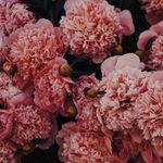 𝙵𝚘𝚕𝚔 𝙹𝚊𝚗𝚎 𝙵𝚕𝚘𝚛𝚊𝚕𝚜 - @folkjaneflorals - Instagram