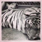 Jane Forster - @janeforster82 - Instagram