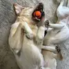 Jane Frantz - @jane.frantz - TikTok