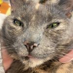 Jane Sibley Frantz - @pj11255 - Instagram