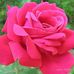 Jane Puppa Frisch - Facebook
