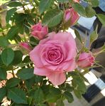 Jane Gatt - Facebook