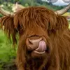 Jane Gilbertson28 - @janegilbertson0 - TikTok