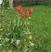 Janet Gingerich - Facebook