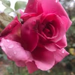 Jane Goldsmith - @jane.goldsmith.14 - Instagram