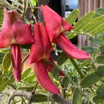 Jane Goldsmith - @tropicbird - Instagram