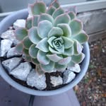 Jane Grant - @sociable.succulents - Instagram