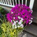 Jane Grantham - Facebook