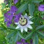 Jane Greening - @janesfarm - Instagram