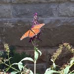 Jane Griggs - @janegriggs777 - Instagram