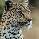 Jane Gross Photography - @janegrossphotography - Instagram